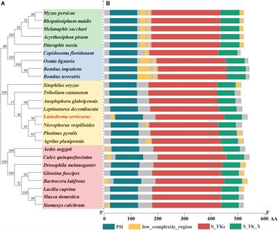 Disruption of the Serine/Threonine Kinase Akt Gene Affects Ovarian Development and Fecundity in the Cigarette Beetle, Lasioderma serricorne